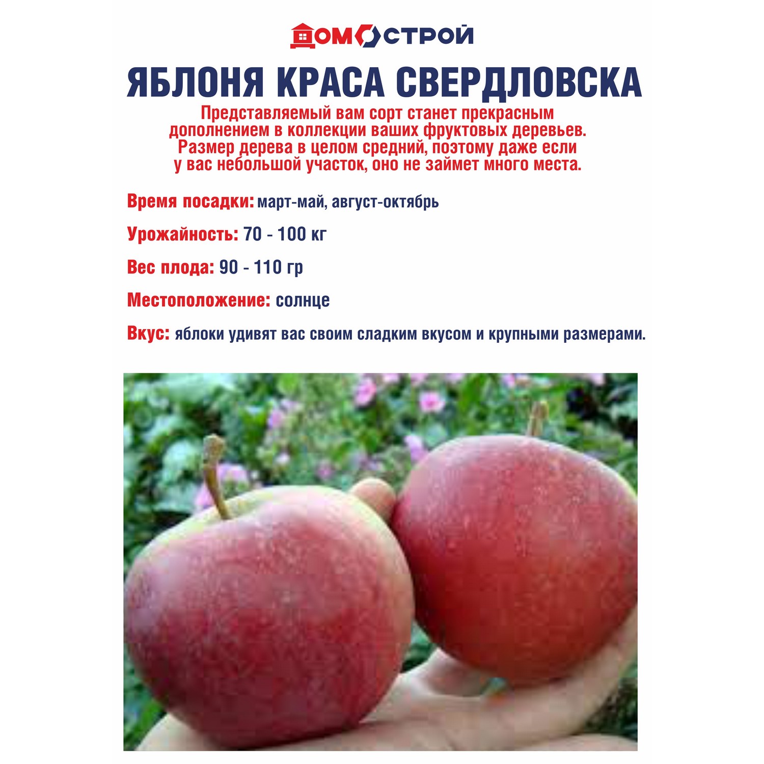 Яблоня Краса Свердловска Саженец 2 года Высота саженца  100-120см