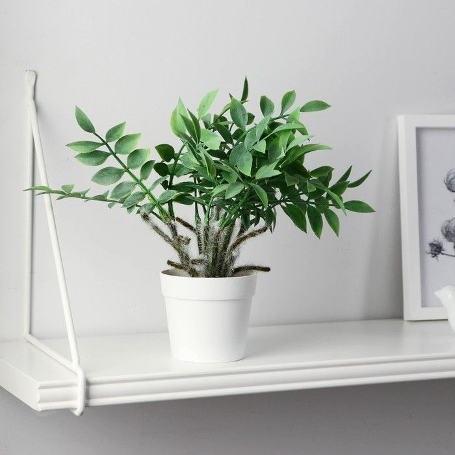 Бонсай в горшке "Замиокулькас" 8,5х22 см, 9789754 Бонсай в горшке "Замиокулькас" 8,5х22 см, 9789754