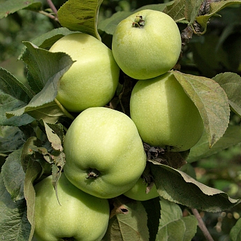 Яблоня Антоновка Саженец 2 года Высота саженца  100-120см