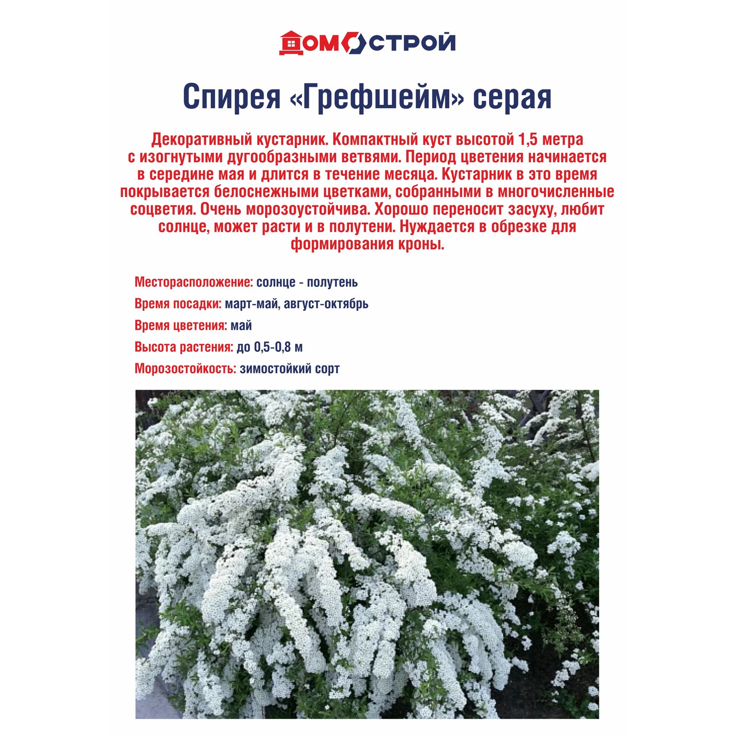 Спирея Грефшейм (серая)