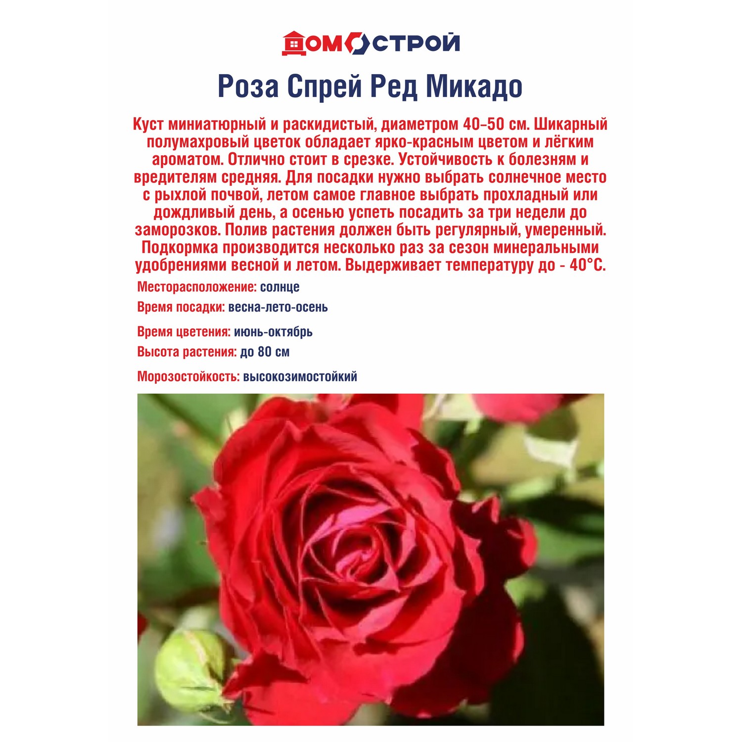 Роза Спрей Ред Микадо