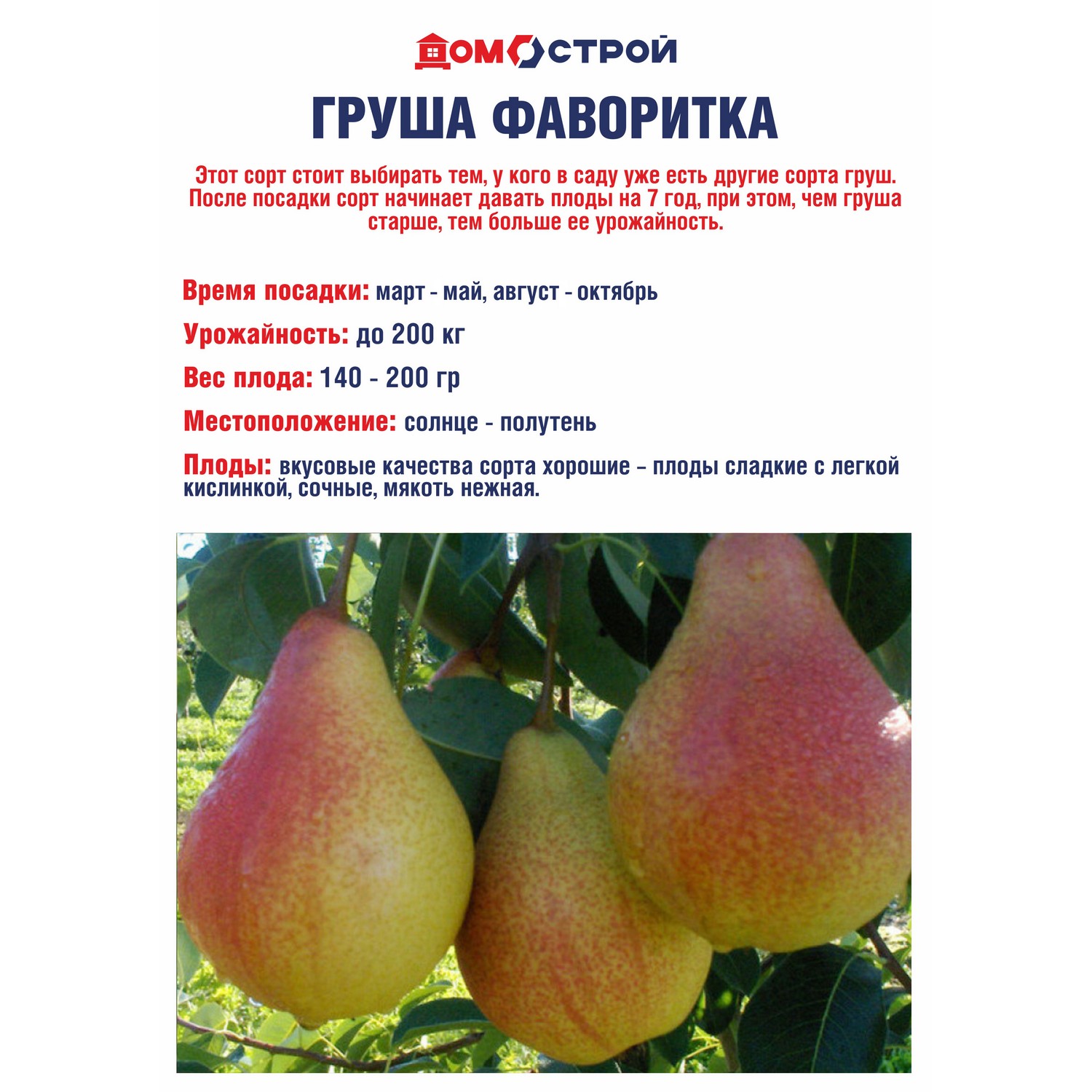 Груша Фаворитка Саженец 2 года Высота саженца   90-120см