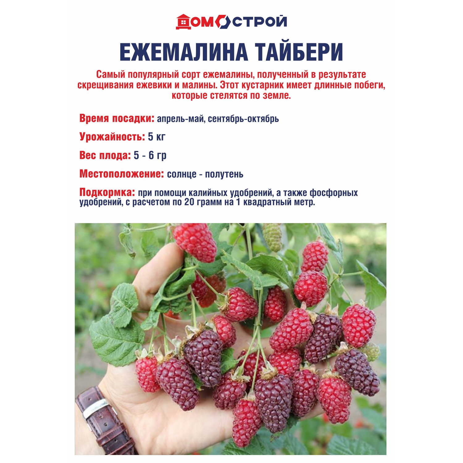 Ежемалина Тайбери