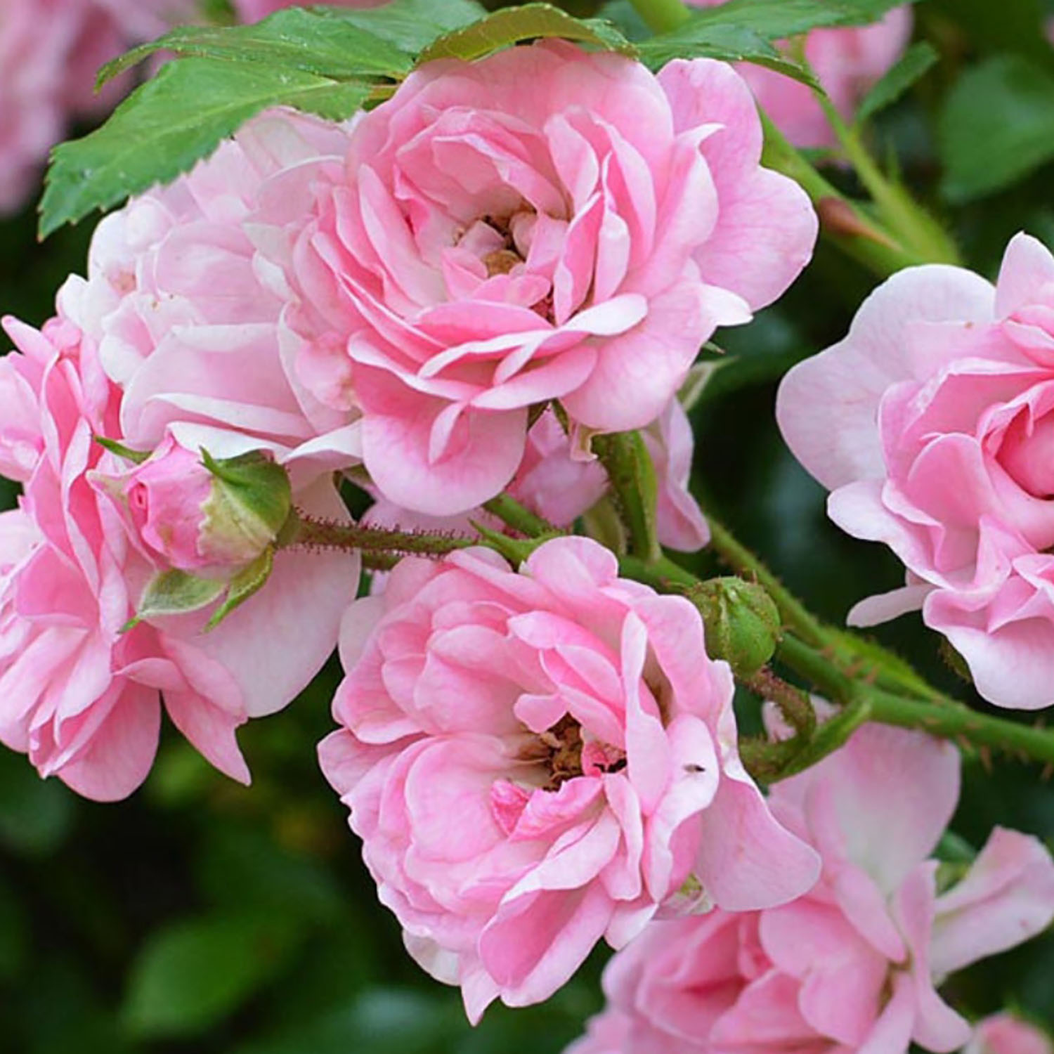 Роза почвопокровная Фейри Роза почвопокровная Фейри