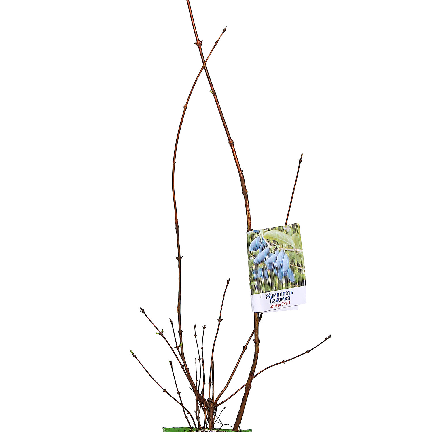 Жимолость Лакомка