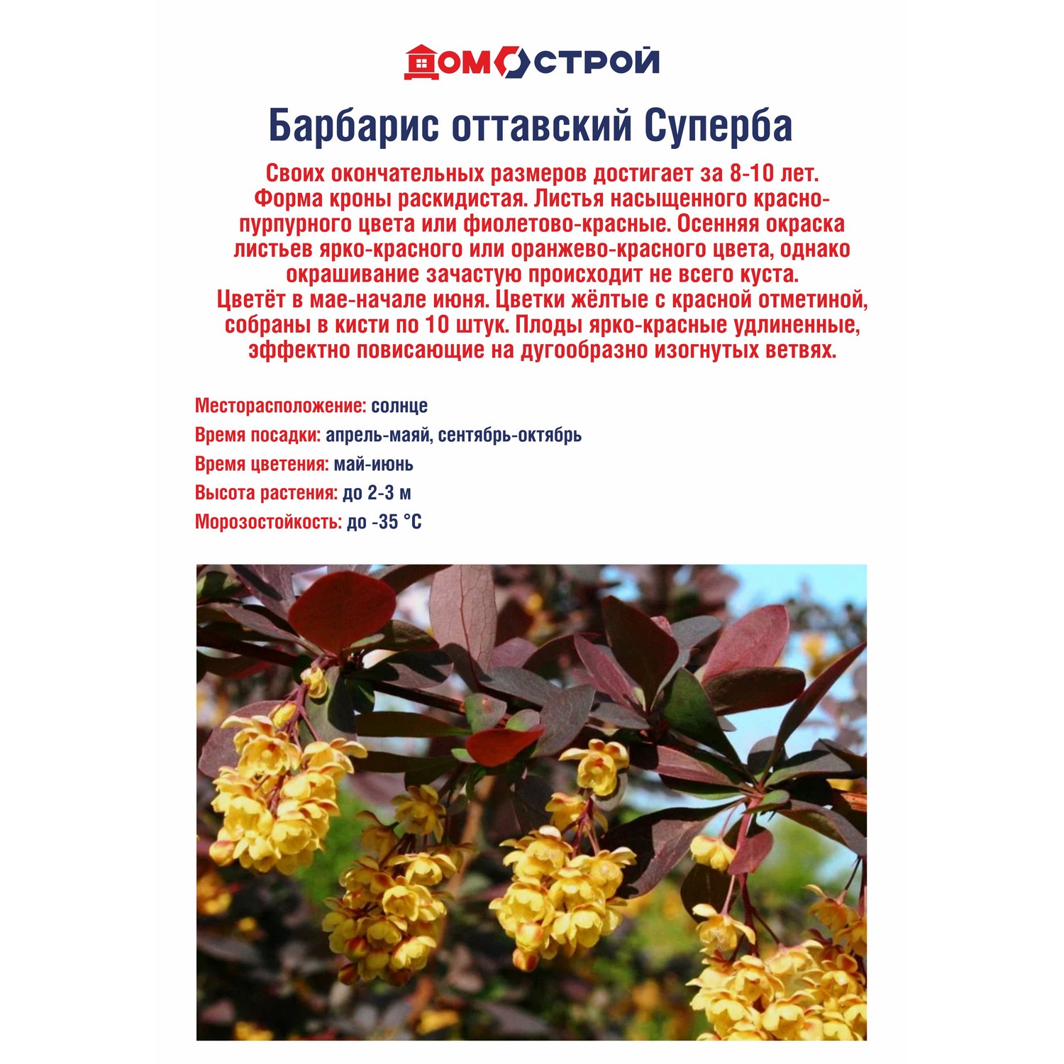 Барбарис оттавский Суперба