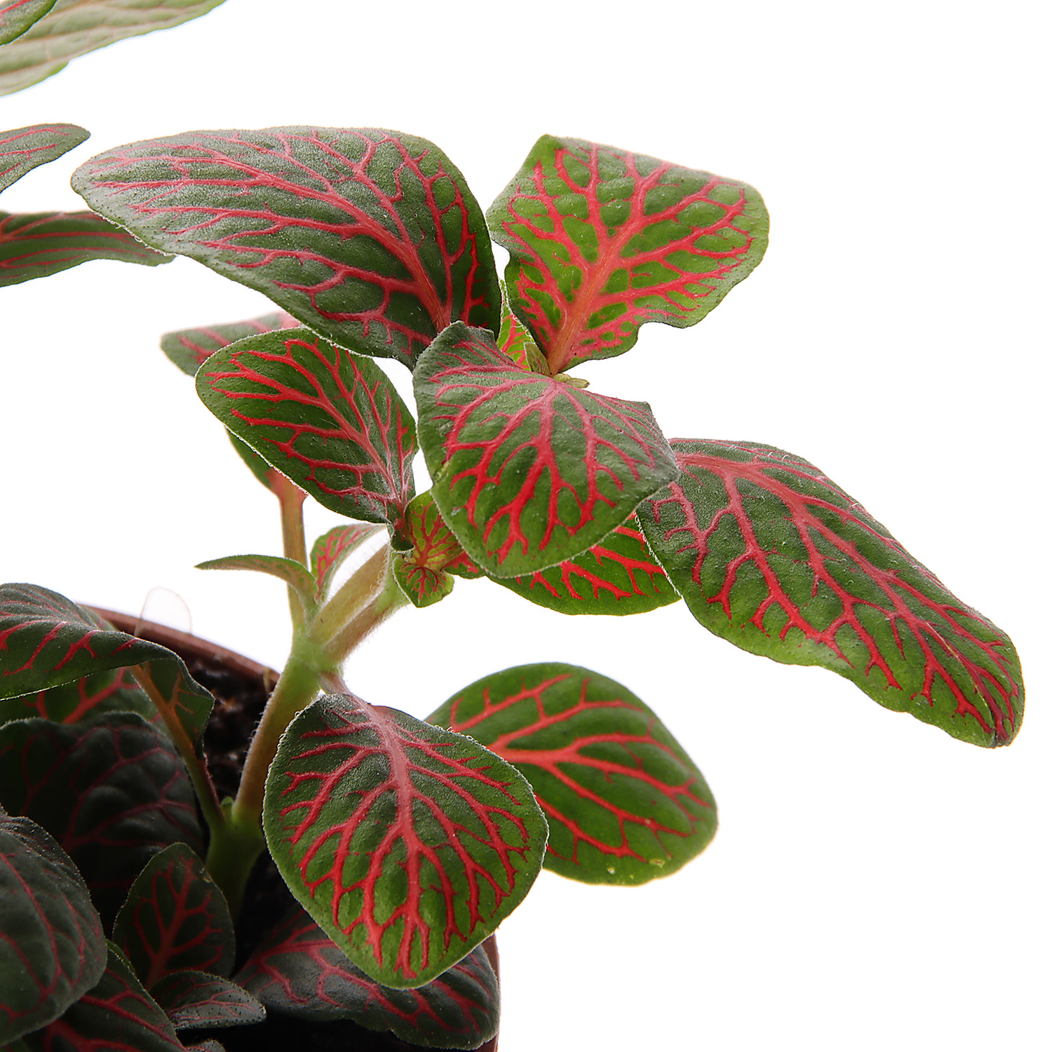 Фиттония Карусель Микс D8 H10*1/12