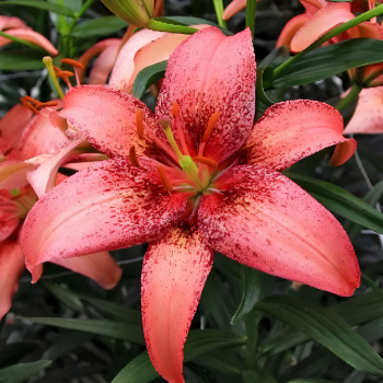 Лилия Азиатская Морфо Пинк 14-16/К 2шт