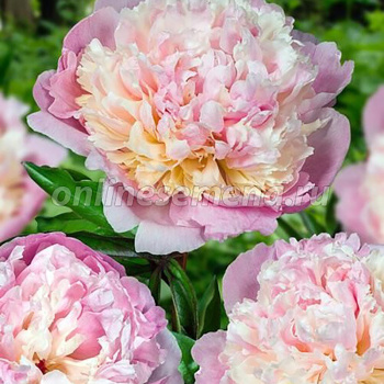 Пион молочноцветковый Мадам Кало 2-3/Кор