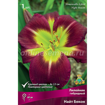 Лилейник гибридный Найт Бекон/К